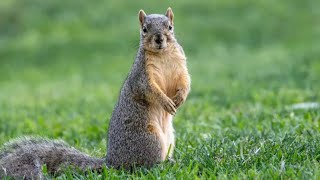 Killer squirrel taunting lazy dogs