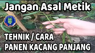 Cara Panen Sayuran Kacang Panjang yang Baik dan Benar Skala Rumahan