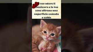 Perché i gatti amano dormire sulle tue cose? #shorts #curiosità #cute #amicifelini #kitten