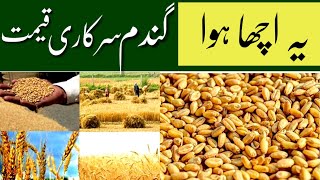 Wheat Support price 2022 | Wheat Price Today in Pakistan 2022