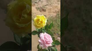 buetyfull rose flowers #rose