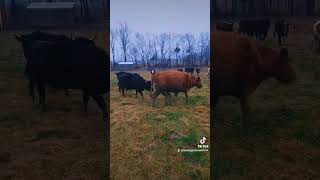 Trying to get Momma and her baby a little snack. The others had a different plan 🤦‍♂️🤦‍♂️ #cattle