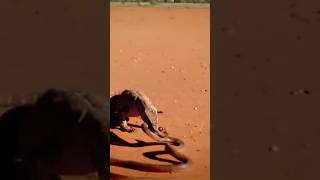 Monitor lizard devouring the poisonous snake #snake #lizard #wildlife #animals #reptiles #animal