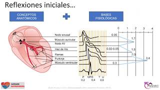 2 - ECG normal