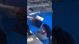 Whale Shocks Trainers with Clever Response #shorts