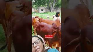 #guruji#aniruddhacharya ji#Vrindavan#Gau Mata#pravachan#trending #viral#ytshorts #shots #short #new