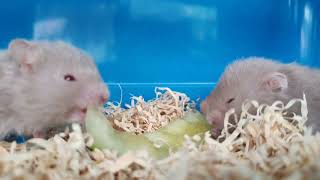 Hamsters Eating Fruits