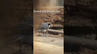 Ternak gelatik batu liar,lagi bikin sarang,#short#vedio viral