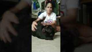 American Bully Loves Hug from Mom | #shorts #americanbully