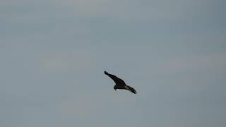 Snail Kite