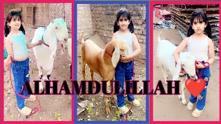 BAKRE KI MOHABBAT || HAMARE KURBAANI KE BAKRE MASHA ALLAH ♥️ ALHAMDULILLAH ♥️ parinaaz Khan vlog