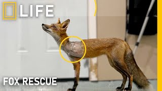 Incredible Fox Rescues: Saving These Wild Creatures | Animal Rescue Compilation