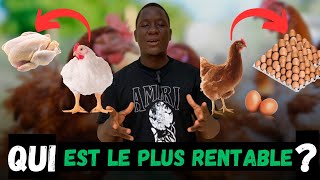 Quel est la rentabilité entre poule pondeuse et poulet de chaire