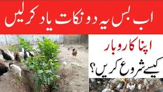 100دیسی مرغی کی مکمل فزیبلٹی رپورٹ ،،10 لاکھ سالانہ منافع Desi poultry Farming, Golden mesri poultry