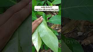 नाग दंती - croton oblongifolius.विरेचक औषधि।#ayurvedic #ayurveda #medicinalplants  #shorts