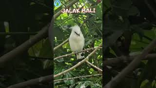 3 BURUNG CANTIK ASLI ENDEMIK INDONESIA #burung #burungcantik #burungindonesia