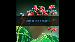 Que fruto é esse? (Miconia)