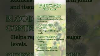 Burdock - Arctium lappa