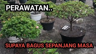 Perawatan bougenville supaya tidak rusak