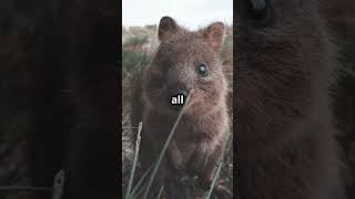 Facts About Quokkas!