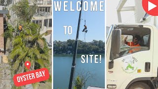 Welcome To Site - Oyster Bay - Shane's Trees