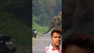 हाथी बाइक को क्या करेगी#shortsvideo #elephants #green screen