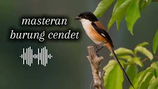 MASTERAN BURUNG CENDET MEWAH