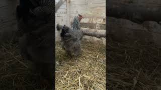 Chicken Brahma PMA perdrix maillé argenté