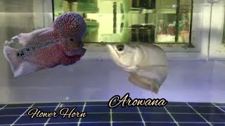 Arowana n Flower horn