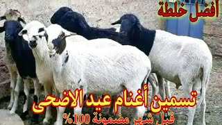 برنامج تسمين الاغنام تحضيرا للعيد الاضحى قبل شهر بأقل تكلفة مضمونة 100%