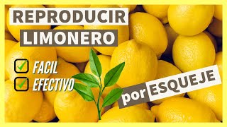 🍋  Como reproducir LIMONERO por ESQUEJE ✅ FACIL y EFECTIVO 🌿 PASO a PASO 👍 2 Métodos ★Cortar plantar