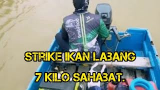 Strike ikan Labang 7 kilo.