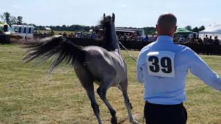 Ogólnopolski czempionat koni arabskich Piastów 27.06.2019r