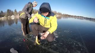 Ice Fishing For Yellow Perch Using Tungsten Jigs