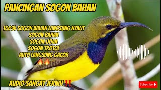 PANCINGAN SOGON BAHAN AGAR CEPAT GACOR 🔥🔥|| 100% SOGON BAHAN LANGSUNG NYAUT#sogonbahan #sogongacor