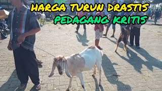 Harga Kambing Turun Drastis Pedagang Kritis,pasar hewan terpadu Wlingi-Blitar.sabtu 27 agustus 2022.