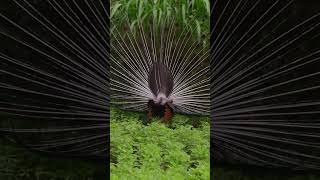 peacock dancing sound | natural birds sound | #incredibleindia #indianwildlife #netgeo #tourism