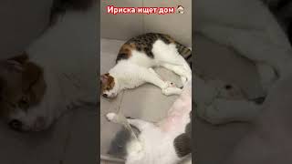 Кошка в добрые руки #волонтерство #дом #животные #москва #cat #кошка #кот #кошки #котики #котята