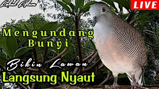 PANCINGAN PERKUTUT LOKAL // SUARA MENGUNDANG BUNYI BIKIN LAWAN AUTO LANGSUNG IKUT NYAUT GACOR !!