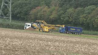 Ropa Maus 5 beim Rüben verladen für Südzucker Werk Plattling im Gäuboden Straubing Niederbayern in H