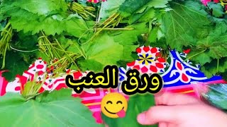 حفظ وتخزين ورق العنب من السنة للسنة بالطريقة الصحيحة مع صافي☘️☘️