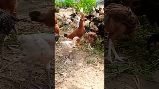 # ch Azam#poultry #Short#Shorts#Short feed ads