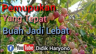 Pemupukan Yang Tepat, Buah akan Lebat