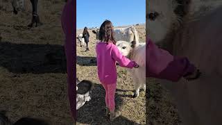 Visitors Brushing #cowlover #cow #animal