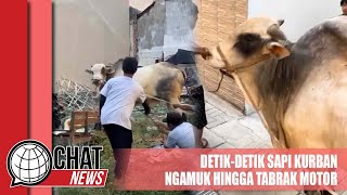 Detik-detik Sapi Kurban Ngamuk Hingga Tabrak Motor - Chatnews 17 Juni 2024