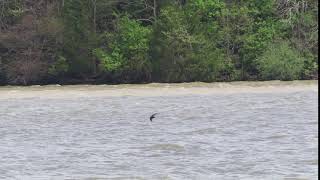 Chimney Swift