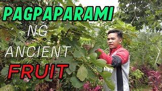 Pagmamarami ng Ancient Fruit