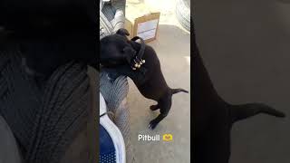 Lucy k bachpan ki video#pitbulldog #trending #pitbulldog #punjabisong #sidhumoosewala