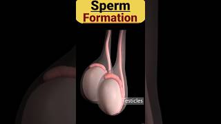 Sperm Formation 3D Animation video #Shorts