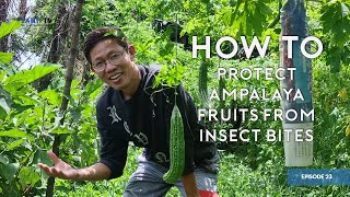 If Not Ice Bags, What Is the Most Ideal Protection to Produce Flawless, Healthy Ampalaya?